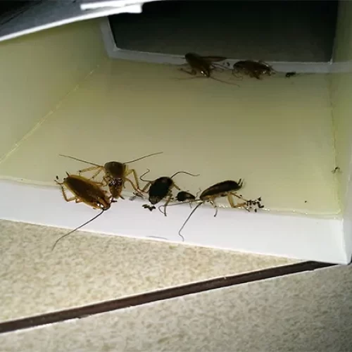 plagstopfumigaciones_17